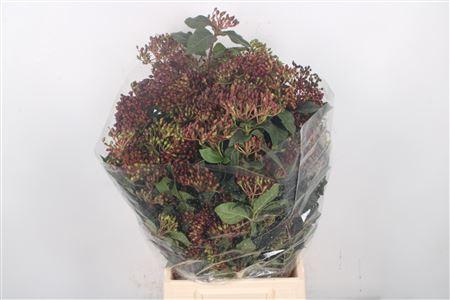 <h4>Viburnum Berry Red Per Bunch</h4>