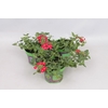Verbena Red