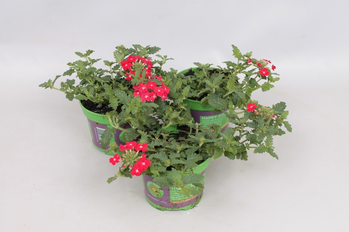 Verbena Red