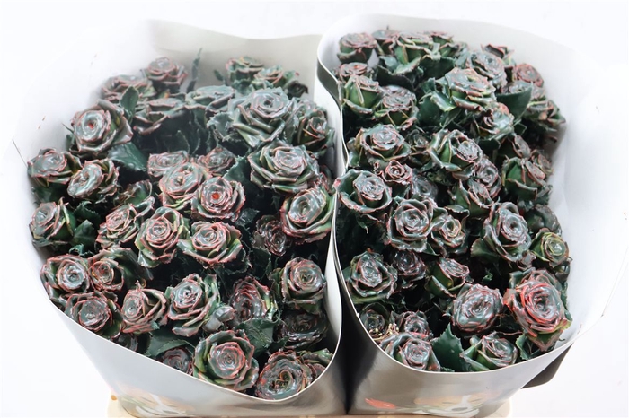 <h4>R Tr Wx Flaming Green</h4>
