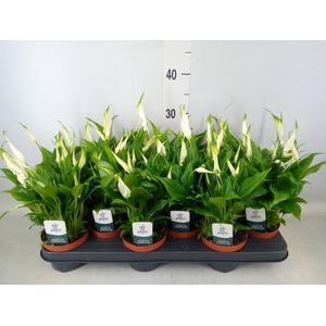 Spathiphyllum  'Chopin'