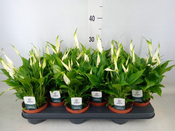 <h4>Spathiphyllum  'Chopin'</h4>