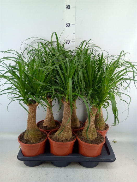 <h4>Beaucarnea recurvata</h4>