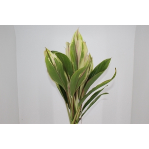 FOLHAGEM DRACENA CORNELINE BRANCA