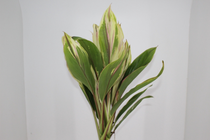 <h4>FOLHAGEM DRACENA CORNELINE BRANCA</h4>