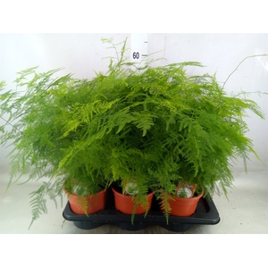 Asparagus setaceus