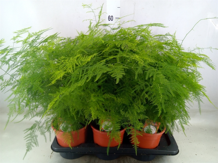 <h4>Asparagus setaceus</h4>