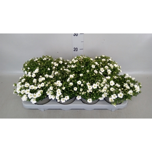 Arenaria montana