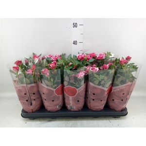 Rosa  'Tunesie Twin Colour Star'