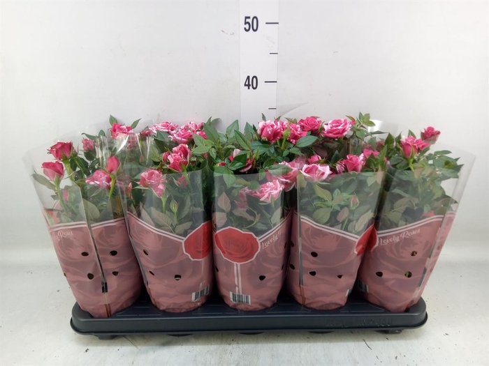 <h4>Rosa  'Tunesie Twin Colour Star'</h4>