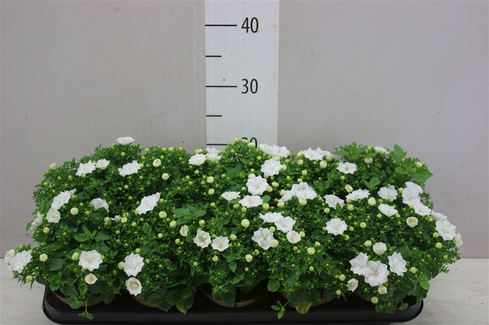 <h4>Campanula Is Dublin White</h4>
