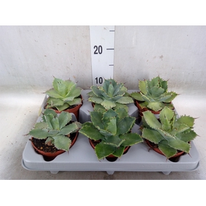 Agave potatorum