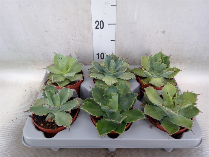 <h4>Agave potatorum</h4>