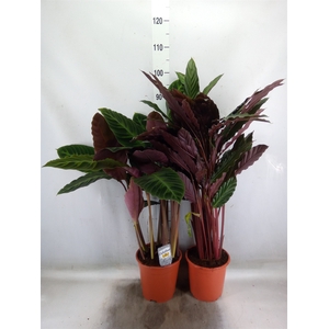 Calathea   ...mix