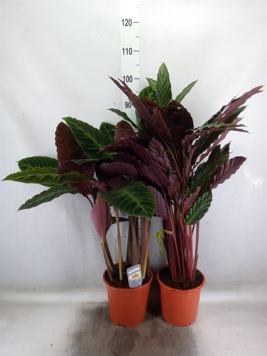 <h4>Calathea   ...mix</h4>