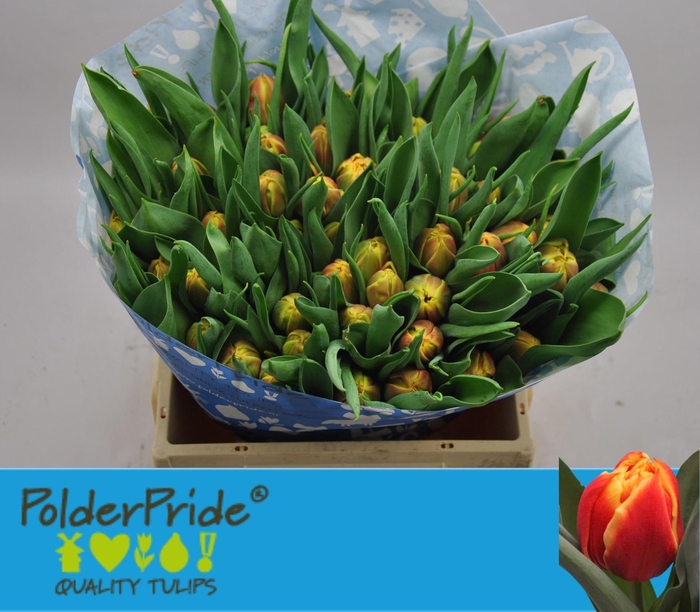 <h4>TU DU EDITION</h4>