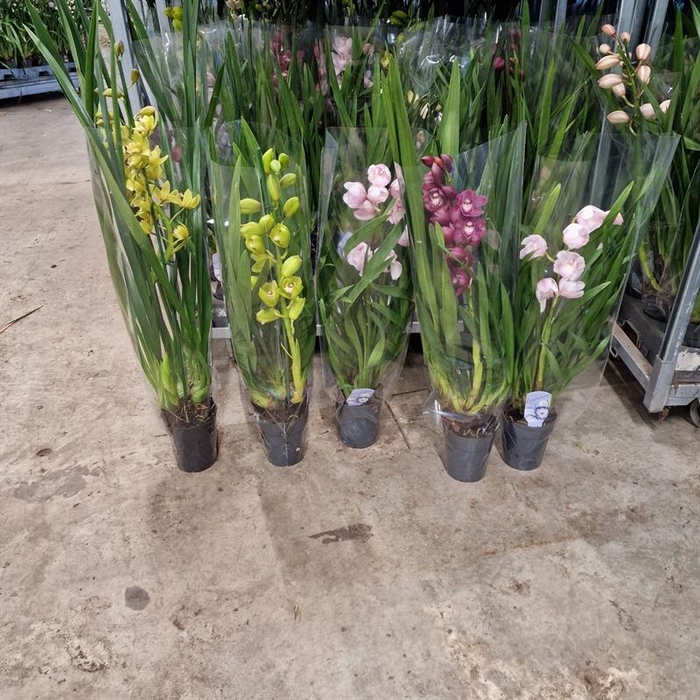 <h4>Cymbidium gemengd</h4>