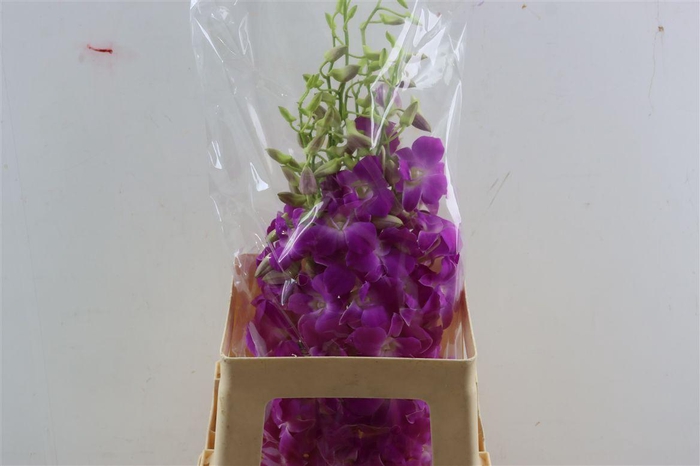 <h4>Dendro Nana Pink</h4>