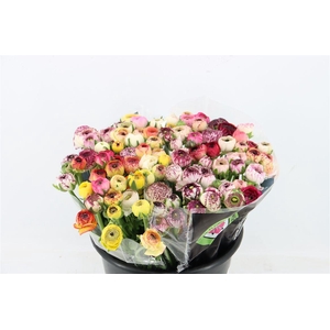 Ran Elegance Cappucino Mix