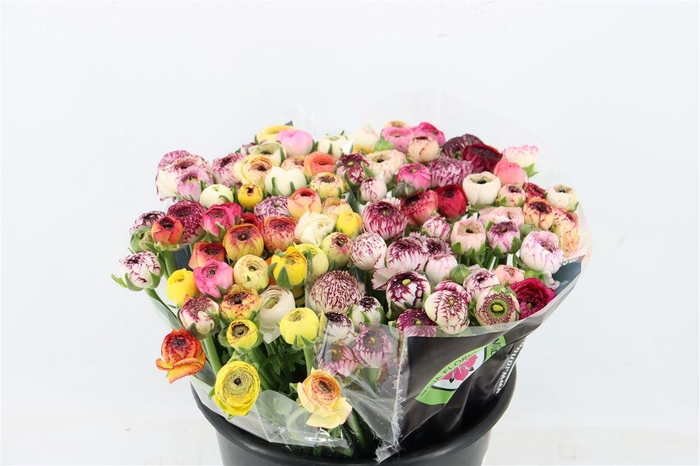 <h4>Ran Elegance Cappucino Mix</h4>