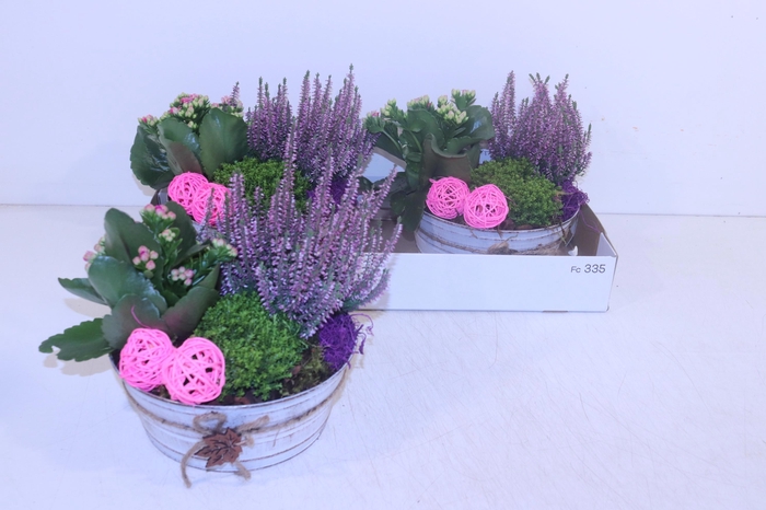 <h4>ARR TUINPLANTEN</h4>