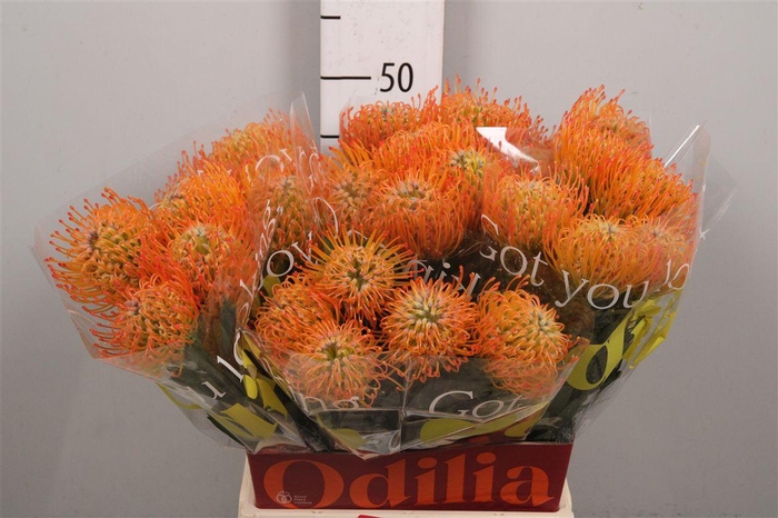 <h4>Leuco Ayoba Sun</h4>