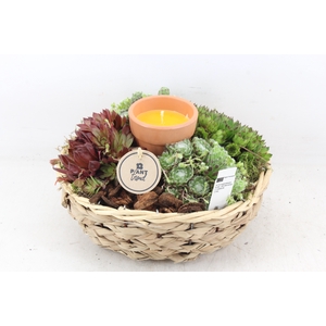 arr2 PL - Zeegras mand rond kaars