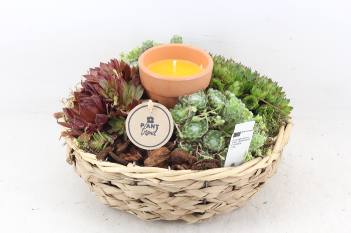 <h4>arr2 PL - Zeegras mand rond kaars</h4>
