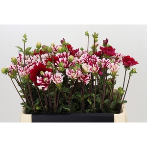 Dahlia Fiorentina