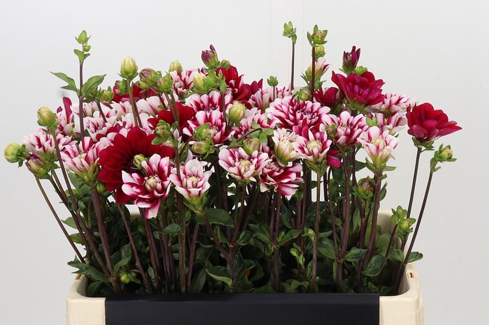 <h4>Dahlia Fiorentina</h4>