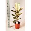 Ficus Tineke