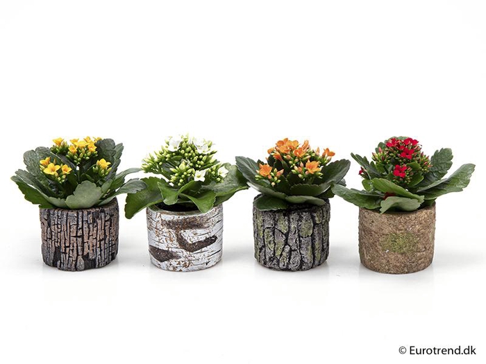 <h4>KALANCHOE BLOSSF P6 E 1824</h4>
