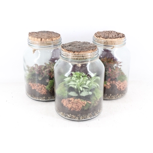 arr3 WR - Terrarium Neptunes