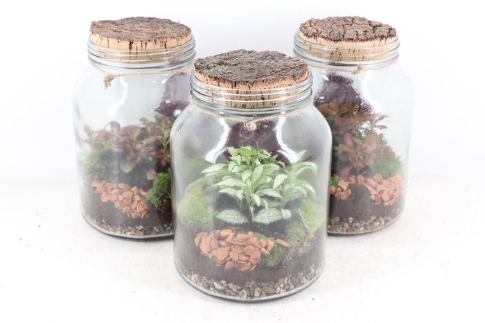 <h4>arr3 WR - Terrarium Neptunes</h4>