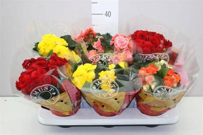 <h4>Begonia Du Gemengd</h4>