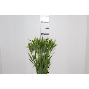 ALSTROEMERIA WHITNEY 080 CM