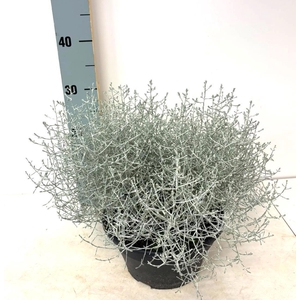 LEUCOPH SILVERCALOS