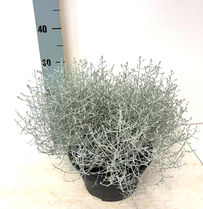 <h4>LEUCOPH SILVERCALOS</h4>