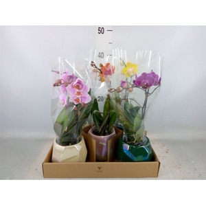 Phalaenopsis   ...mix