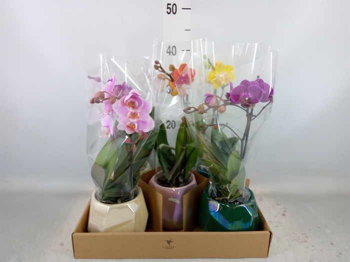 <h4>Phalaenopsis   ...mix</h4>