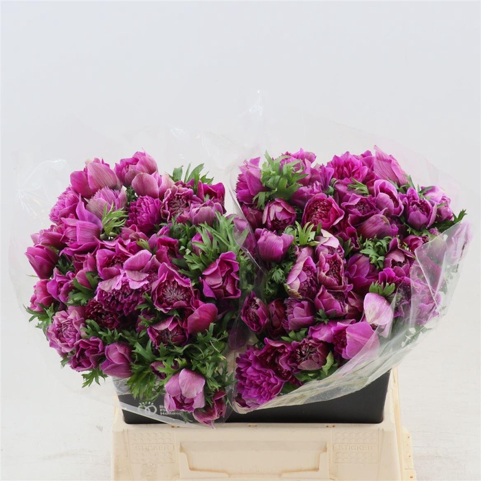 <h4>Anemone Fullstar Bright Rose</h4>