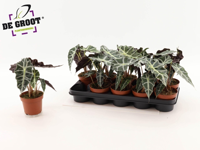 <h4>Alocasia 'Polly'</h4>