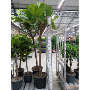 Ficus lyrata
