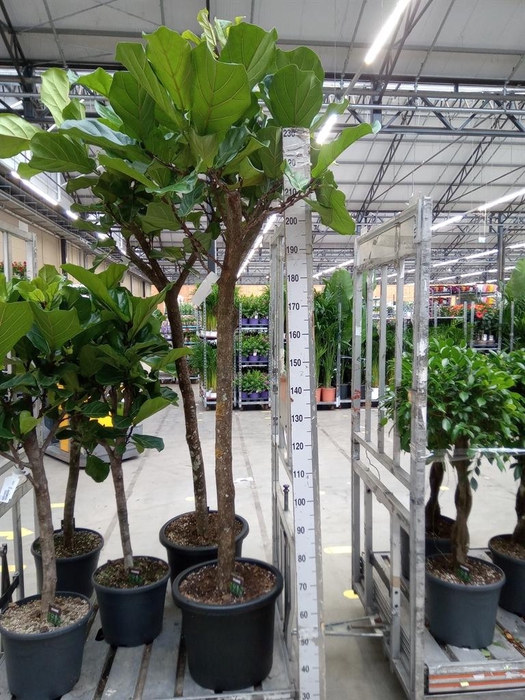 <h4>Ficus lyrata</h4>