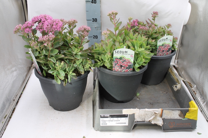 SEDUM MUNSTEAD D RED