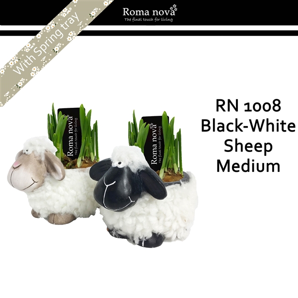 <h4>1008 - Black white sheep medium (Tete a Tete)</h4>