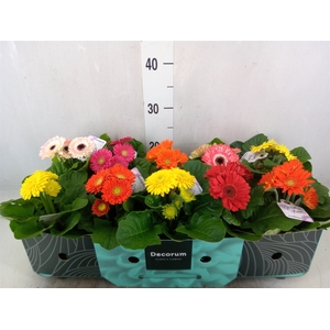 Gerbera  'Sundayz'   ...mix