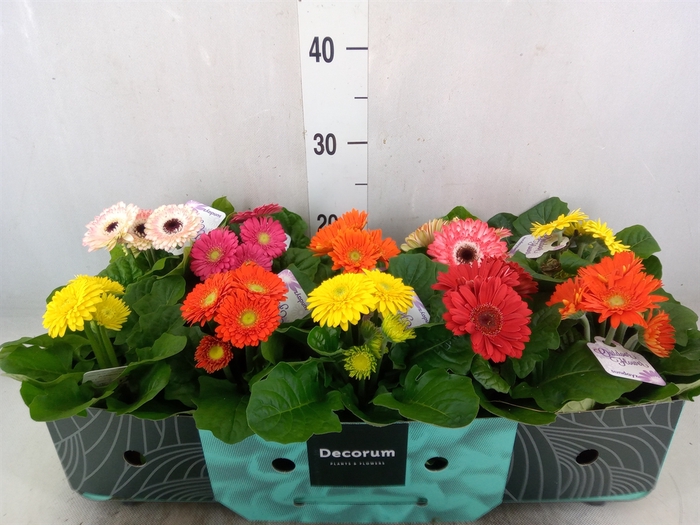 <h4>Gerbera  'Sundayz'   ...mix</h4>