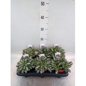 Primulina dryas 'Purpelina'