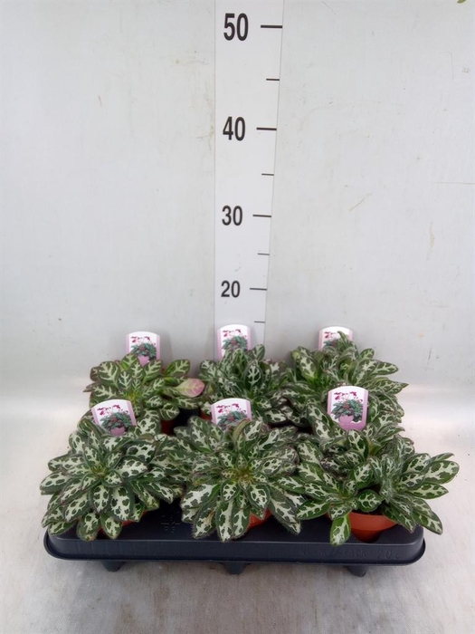 <h4>Primulina dryas 'Purpelina'</h4>